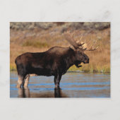 Moose Briefkaart (Voorkant)