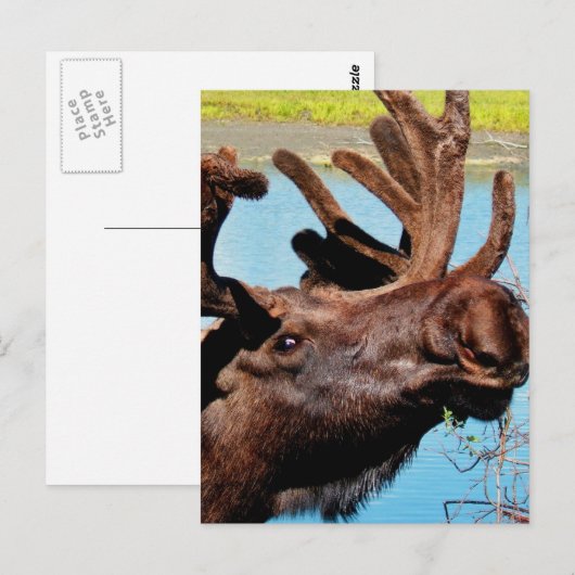Moose Briefkaart (Voorkant / Achterkant)