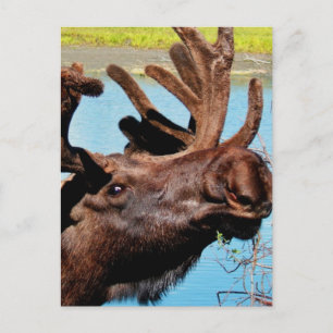 Moose Briefkaart