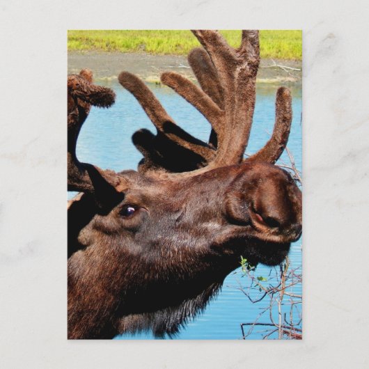 Moose Briefkaart (Voorkant)