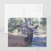 Moose Briefkaart (Voorkant / Achterkant)