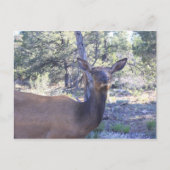 Moose Briefkaart (Voorkant)