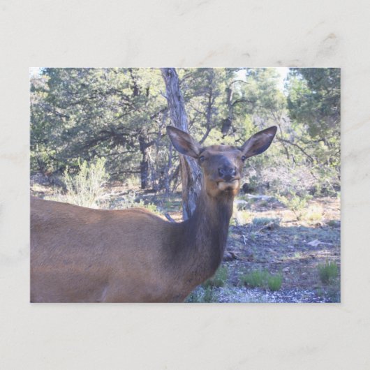 Moose Briefkaart (Voorkant)