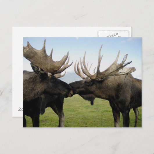 Moose Briefkaart (Voorkant / Achterkant)