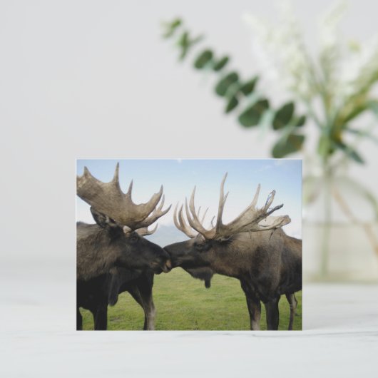 Moose Briefkaart (Staand voorkant)