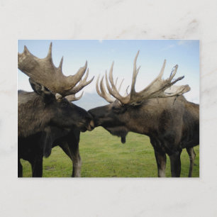 Moose Briefkaart