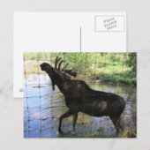 Moose Briefkaart (Voorkant / Achterkant)