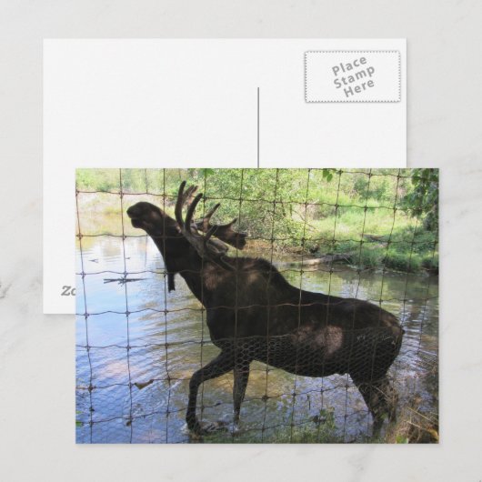 Moose Briefkaart (Voorkant / Achterkant)