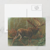 Moose Briefkaart (Voorkant / Achterkant)