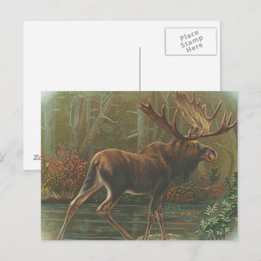 Moose Briefkaart (Voorkant / Achterkant)