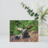 Moose Briefkaart (Staand voorkant)
