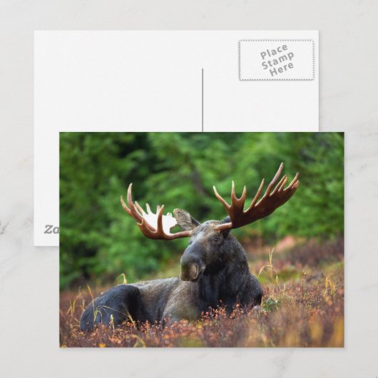 Moose Briefkaart (Voorkant / Achterkant)