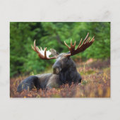 Moose Briefkaart (Voorkant)