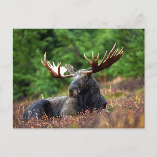 Moose Briefkaart (Voorkant)