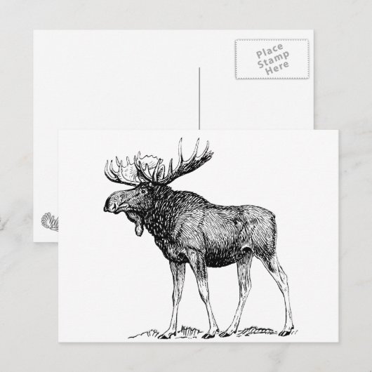 Moose Briefkaart (Voorkant / Achterkant)