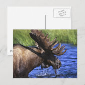 Moose Briefkaart (Voorkant / Achterkant)