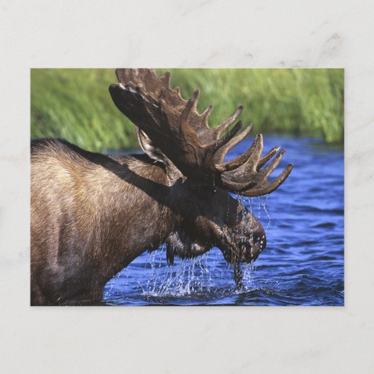 Moose Briefkaart (Voorkant)