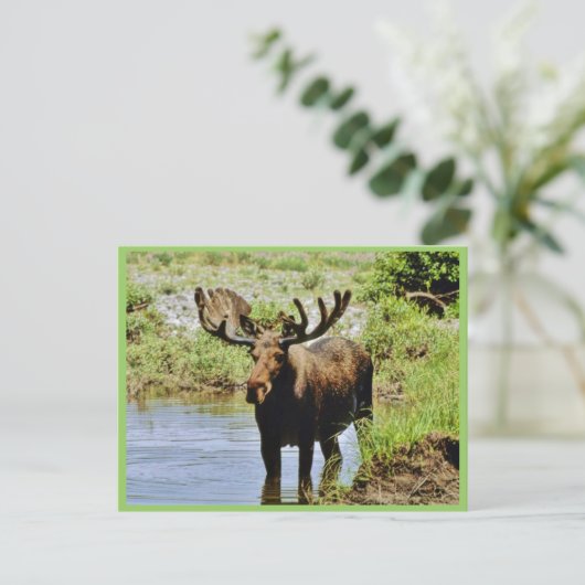 Moose Briefkaart (Staand voorkant)