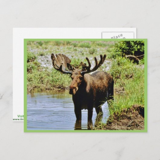 Moose Briefkaart (Voorkant / Achterkant)