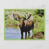 Moose Briefkaart (Voorkant)