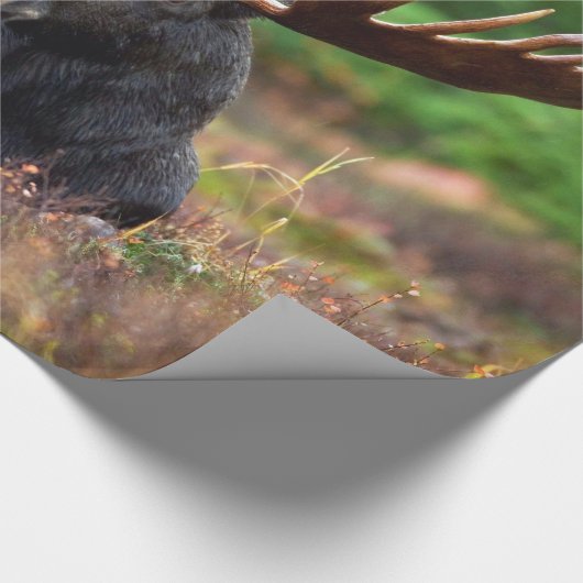 Moose Cadeaupapier (Hoek)