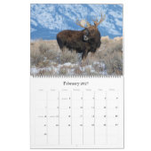 Moose Calendar - Groot formaat Kalender (Feb 2027)