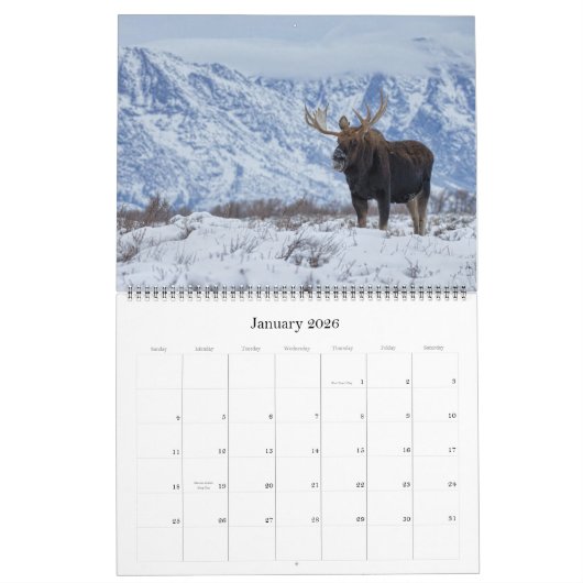 Moose Calendar - Groot formaat Kalender (Jan 2026)