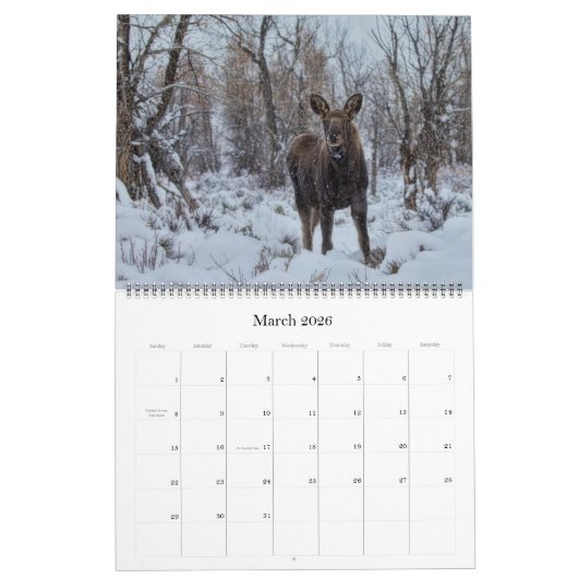 Moose Calendar - Groot formaat Kalender (Mar 2026)