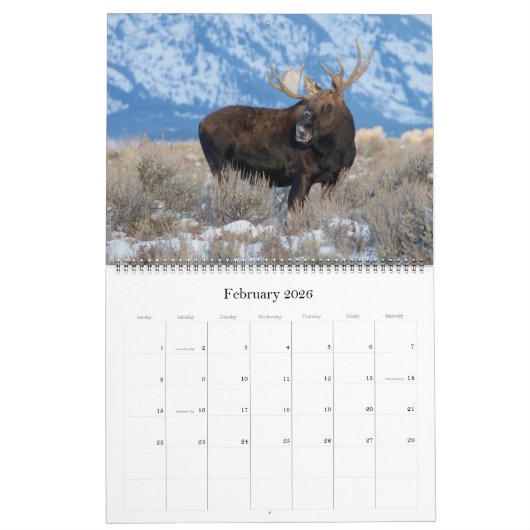 Moose Calendar - Groot formaat Kalender (Feb 2026)