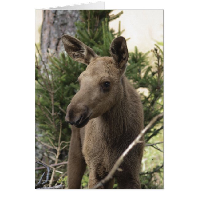 Moose Calf (Voorkant)