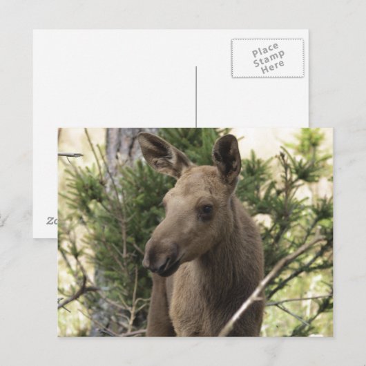 Moose Calf Briefkaart (Voorkant / Achterkant)