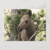 Moose Calf Briefkaart (Voorkant)