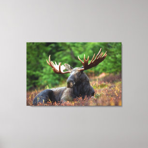 Moose Canvas Afdruk