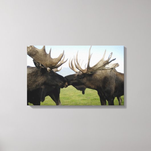 Moose Canvas Afdruk (Voorkant)