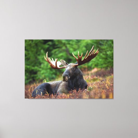 Moose Canvas Afdruk (Voorkant)
