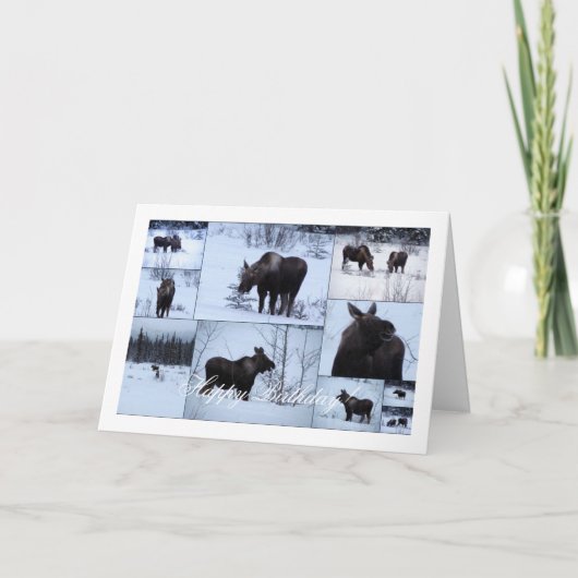 Moose Collage; Happy Birthday Kaart (Voorkant)