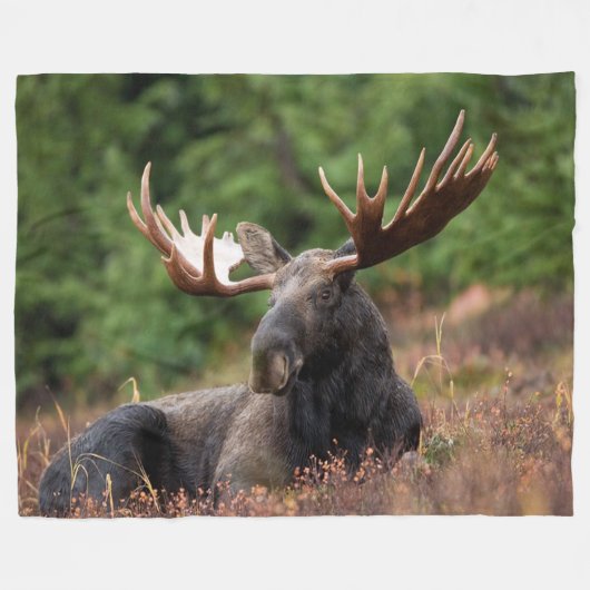 Moose, Country, Wild Animal, Foto, Custom Fleece Deken (Voorkant (Horizontaal))