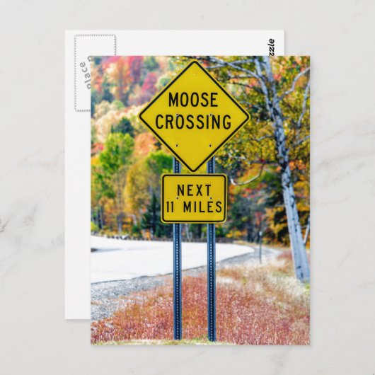 Moose Crossing Briefkaart (Voorkant / Achterkant)