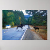 Moose Crossing Kancamagus Poster (Voorkant)