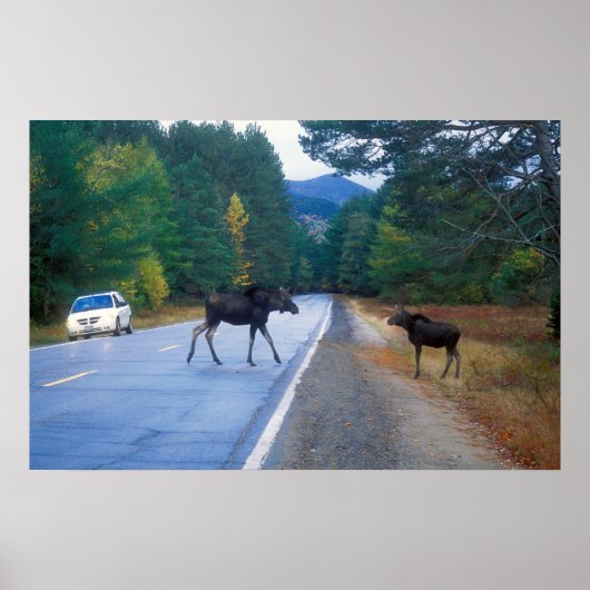 Moose Crossing Kancamagus Poster (Voorkant)