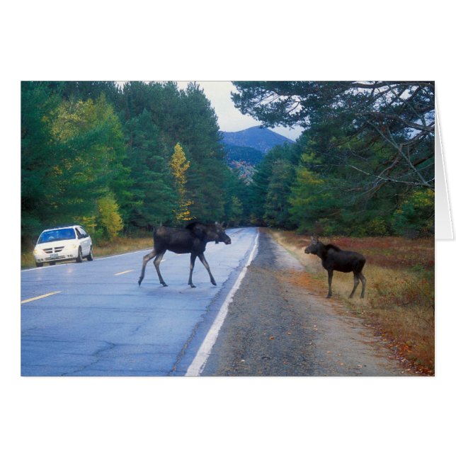 Moose Crossing van de Kancamagus Highway (Voorkant Horizontaal)