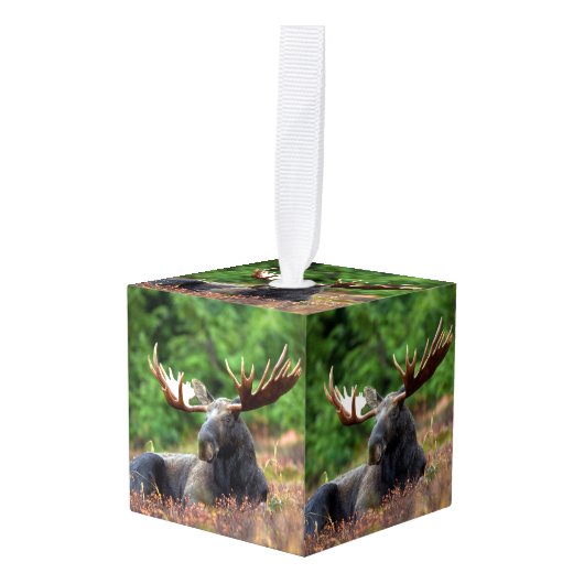 Moose Decoratie (Voorkant hoekig)