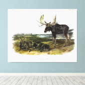 Moose Deer (Moose - Alces alces) van Audubon Canvas Afdruk (Insitu (Houten vloer))