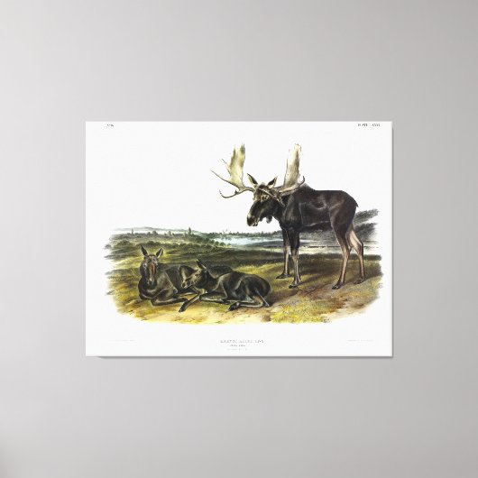 Moose Deer (Moose - Alces alces) van Audubon Canvas Afdruk (Voorkant)