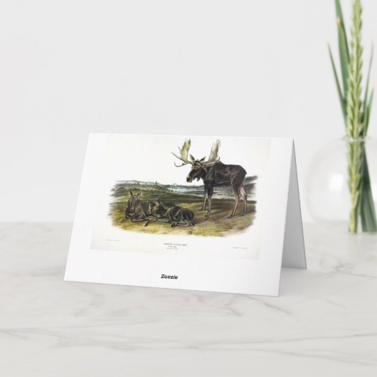 Moose Deer (Moose - Alces alces) van Audubon Kaart (Achterkant)