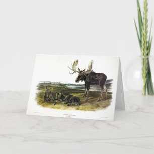 Moose Deer (Moose - Alces alces) van Audubon Kaart