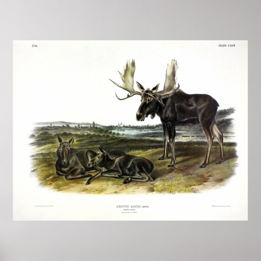 Moose Deer (Moose - Alces alces) van Audubon Poster (Voorkant)