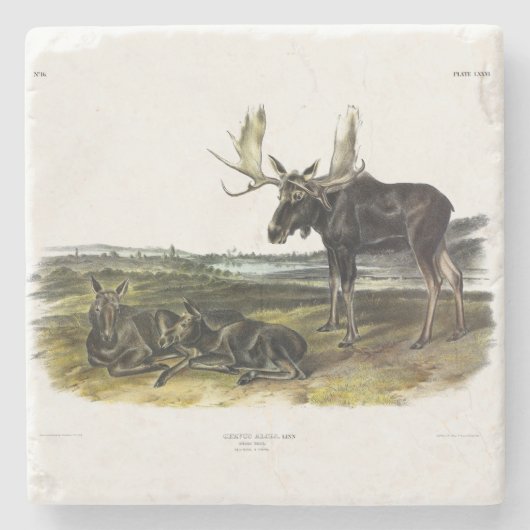 Moose Deer (Moose - Alces alces) van Audubon Stenen Onderzetter (Voorkant)