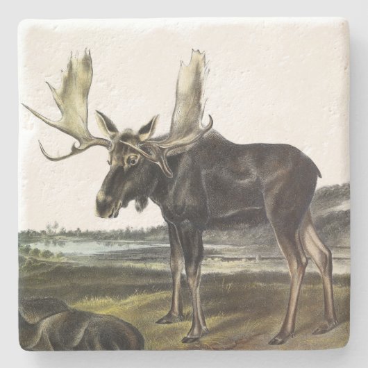 Moose Deer (Moose - Alces alces) van Audubon Stenen Onderzetter (Voorkant)