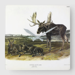 Moose Deer (Moose - Alces alces) van Audubon Vierkante Klok